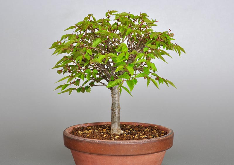 ケヤキ-H1-2（けやき・欅）雑木盆栽を右側から見た景色・Zelkova serrata bonsai photo