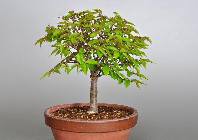 ケヤキ-H1-2（けやき・欅）雑木盆栽を左側から見た景色・Zelkova serrata bonsai photo