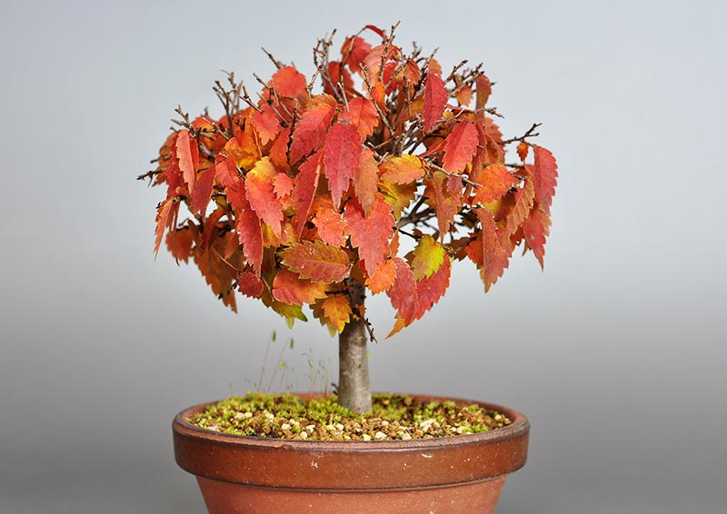 ケヤキ-H1-3（けやき・欅）雑木盆栽の販売と育て方・作り方・Zelkova serrata bonsai photo