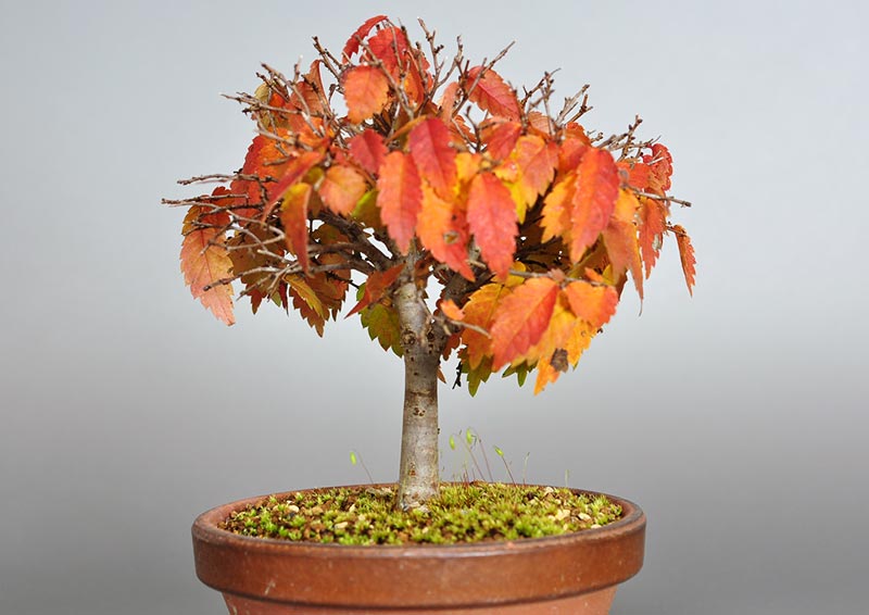 ケヤキ-H1-3（けやき・欅）雑木盆栽を裏側から見た景色・Zelkova serrata bonsai photo