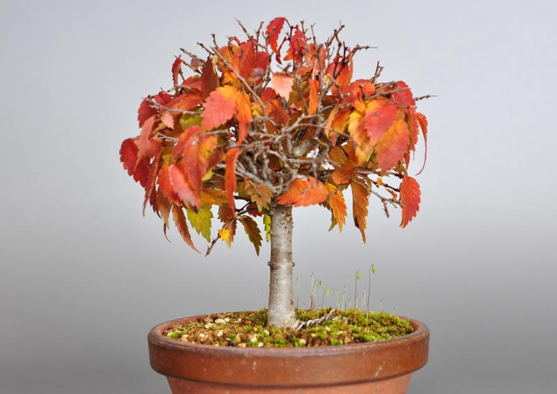 ケヤキ-H1-3（けやき・欅）雑木盆栽を右側から見た景色・Zelkova serrata bonsai photo