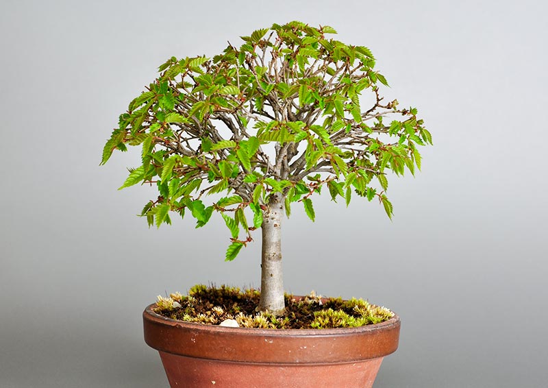 ケヤキ-H1-4（けやき・欅）雑木盆栽の販売と育て方・作り方・Zelkova serrata bonsai photo