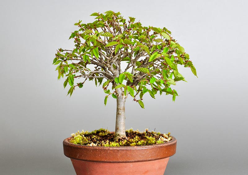 ケヤキ-H1-4（けやき・欅）雑木盆栽を裏側から見た景色・Zelkova serrata bonsai photo