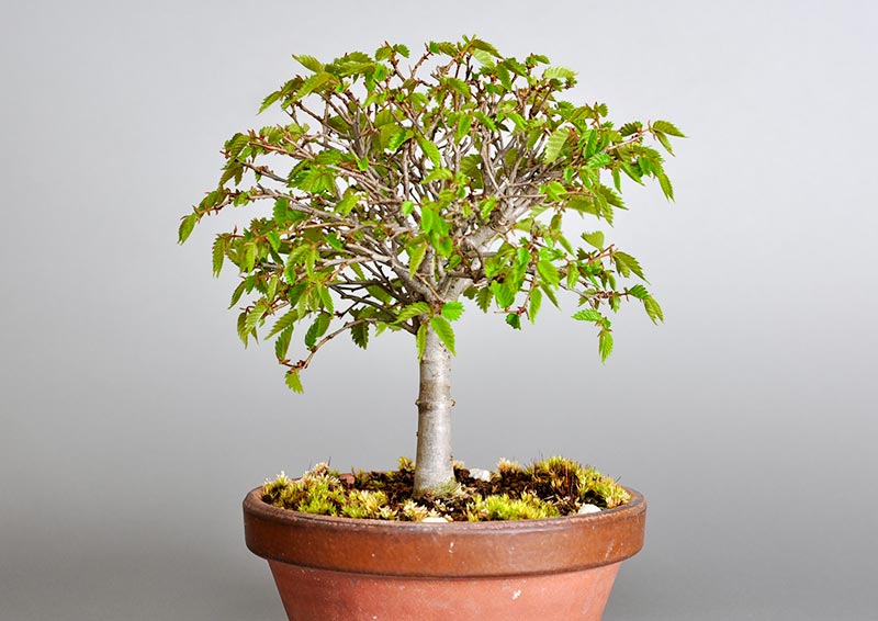 ケヤキ-H1-4（けやき・欅）雑木盆栽を右側から見た景色・Zelkova serrata bonsai photo