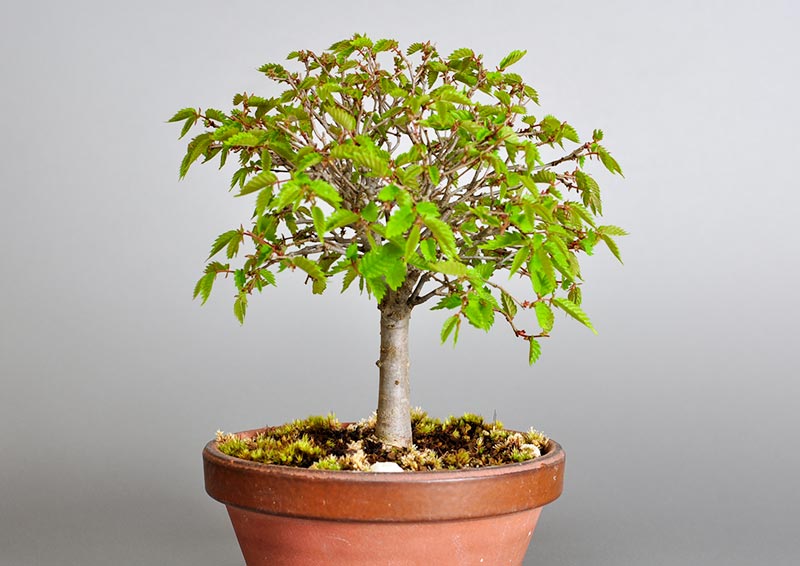 ケヤキ-H1-4（けやき・欅）雑木盆栽を左側から見た景色・Zelkova serrata bonsai photo