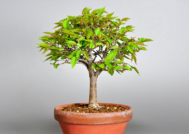 ケヤキ-H1（けやき・欅）雑木盆栽を裏側から見た景色・Zelkova serrata bonsai photo