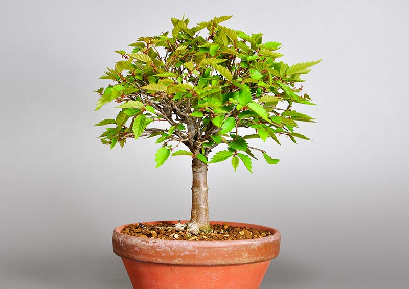 ケヤキ-H1（けやき・欅）雑木盆栽を左側から見た景色・Zelkova serrata bonsai photo