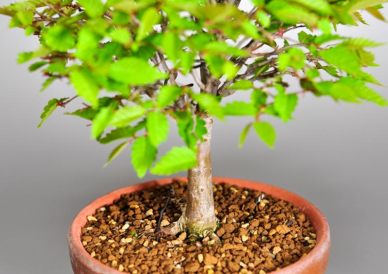 ケヤキ-H1（けやき・欅）雑木盆栽を別側から見た景色・Zelkova serrata bonsai photo