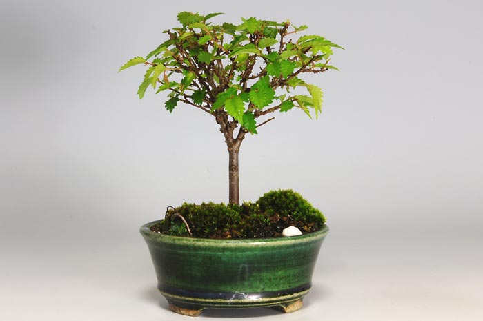 ミニ盆栽・ケヤキI（けやき・欅）雑木盆栽を裏側から見た景色・Zelkova serrata bonsai