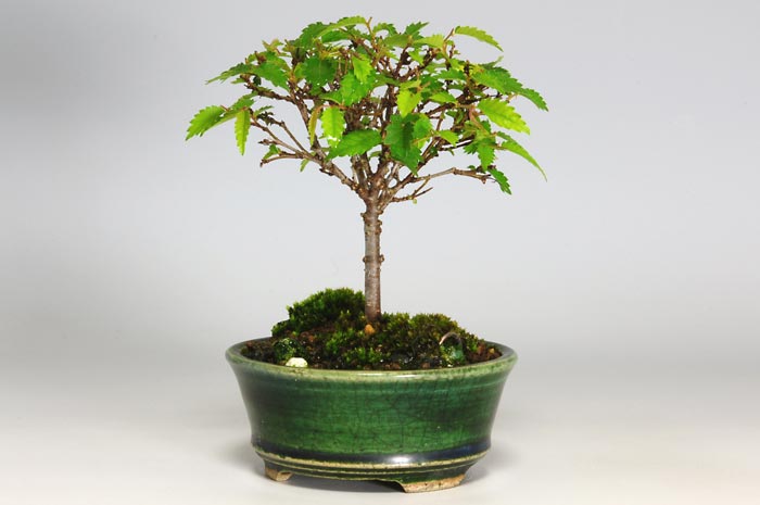 ミニ盆栽・ケヤキI（けやき・欅）雑木盆栽を右側から見た景色・Zelkova serrata bonsai