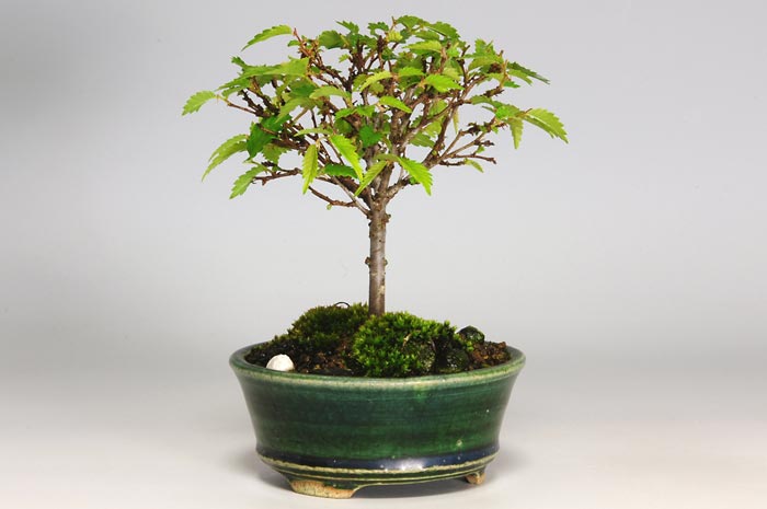 ミニ盆栽・ケヤキI（けやき・欅）雑木盆栽を左側から見た景色・Zelkova serrata bonsai