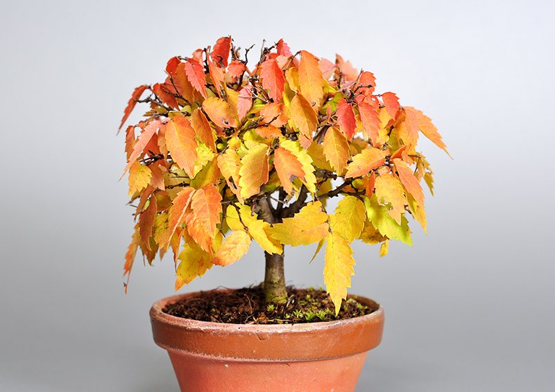 ケヤキ-I1-1（けやき・欅）雑木盆栽の販売と育て方・作り方・Zelkova serrata bonsai