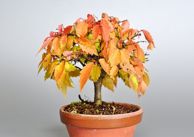 ミニ盆栽・ケヤキ-I1-1（けやき・欅）雑木盆栽を裏側から見た景色・Zelkova serrata bonsai