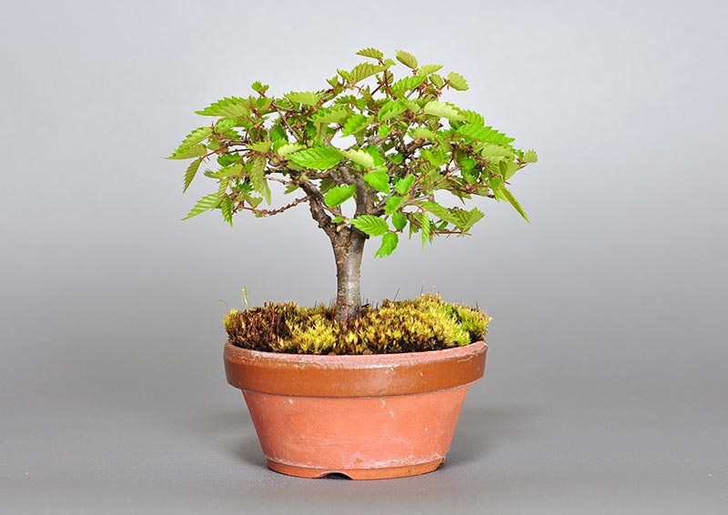 ミニ盆栽・ケヤキ-I1-2（けやき・欅）雑木盆栽を裏側から見た景色・Zelkova serrata bonsai