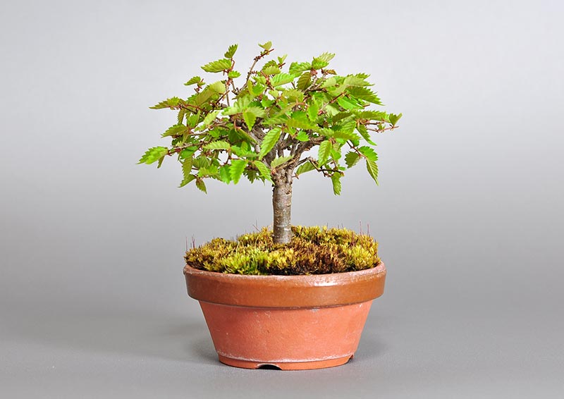 ミニ盆栽・ケヤキ-I1-2（けやき・欅）雑木盆栽を右側から見た景色・Zelkova serrata bonsai