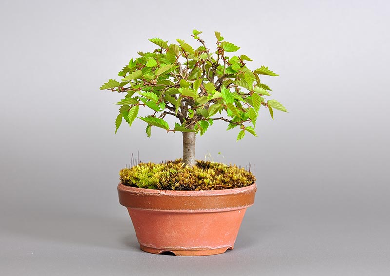 ミニ盆栽・ケヤキ-I1-2（けやき・欅）雑木盆栽を左側から見た景色・Zelkova serrata bonsai