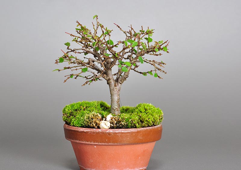 ケヤキ-I1-3（けやき・欅）雑木盆栽の販売と育て方・作り方・Zelkova serrata bonsai