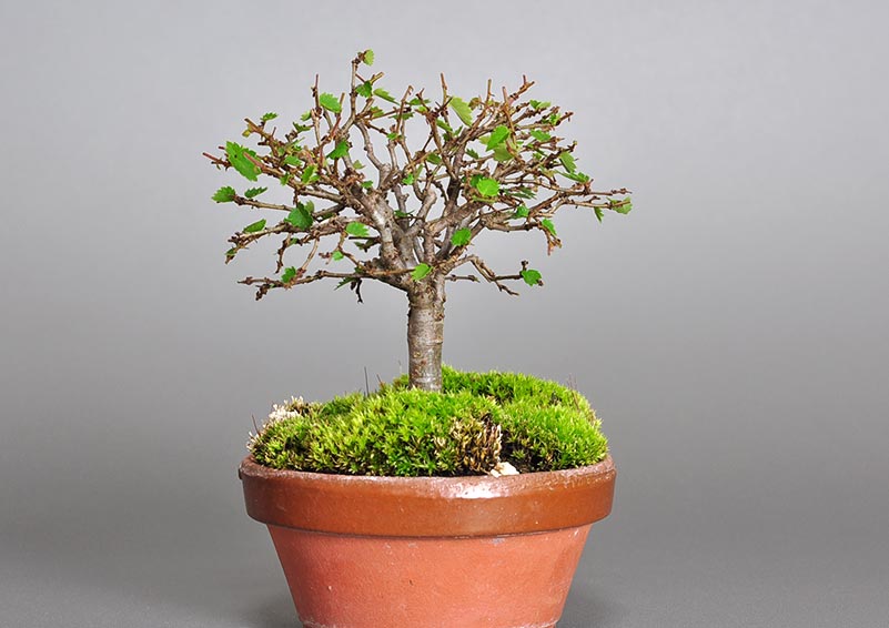 ミニ盆栽・ケヤキ-I1-3（けやき・欅）雑木盆栽を右側から見た景色・Zelkova serrata bonsai