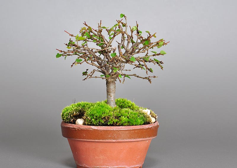 ミニ盆栽・ケヤキ-I1-3（けやき・欅）雑木盆栽を左側から見た景色・Zelkova serrata bonsai