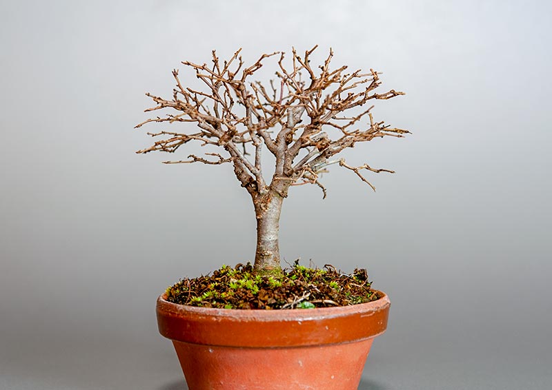 ミニ盆栽・ケヤキ-I1-4（けやき・欅）雑木盆栽を裏側から見た景色・Zelkova serrata bonsai