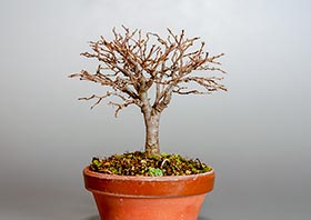 ケヤキ-I1（けやき・欅）雑木盆栽の成長記録-4・Zelkova serrata bonsai