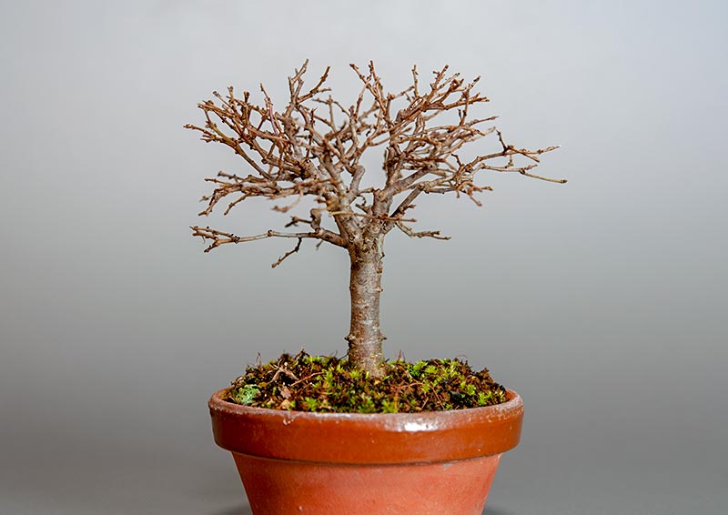 ミニ盆栽・ケヤキ-I1-4（けやき・欅）雑木盆栽を右側から見た景色・Zelkova serrata bonsai