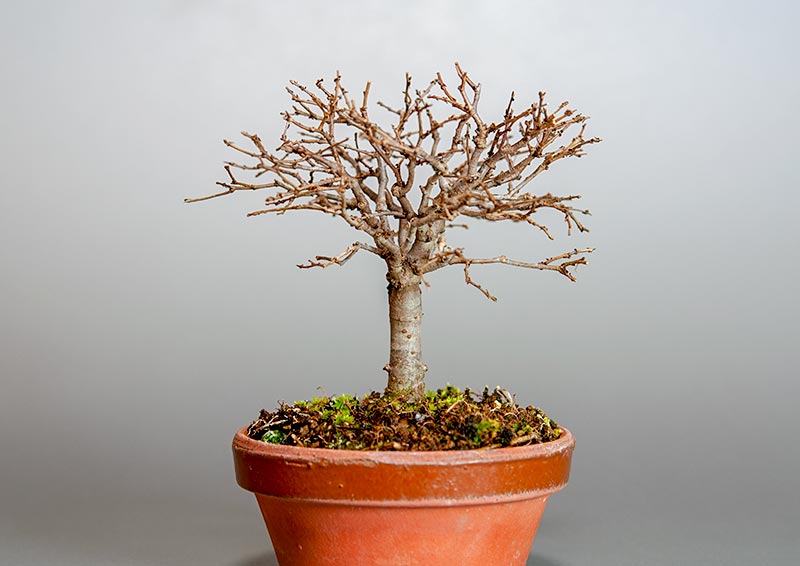 ミニ盆栽・ケヤキ-I1-4（けやき・欅）雑木盆栽を左側から見た景色・Zelkova serrata bonsai