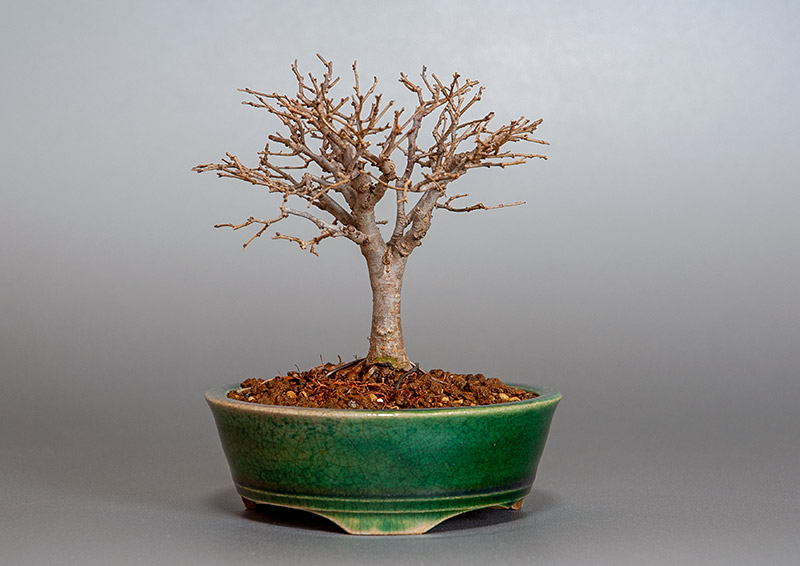 ケヤキ-I1-5（けやき・欅）雑木盆栽の販売と育て方・作り方・Zelkova serrata bonsai
