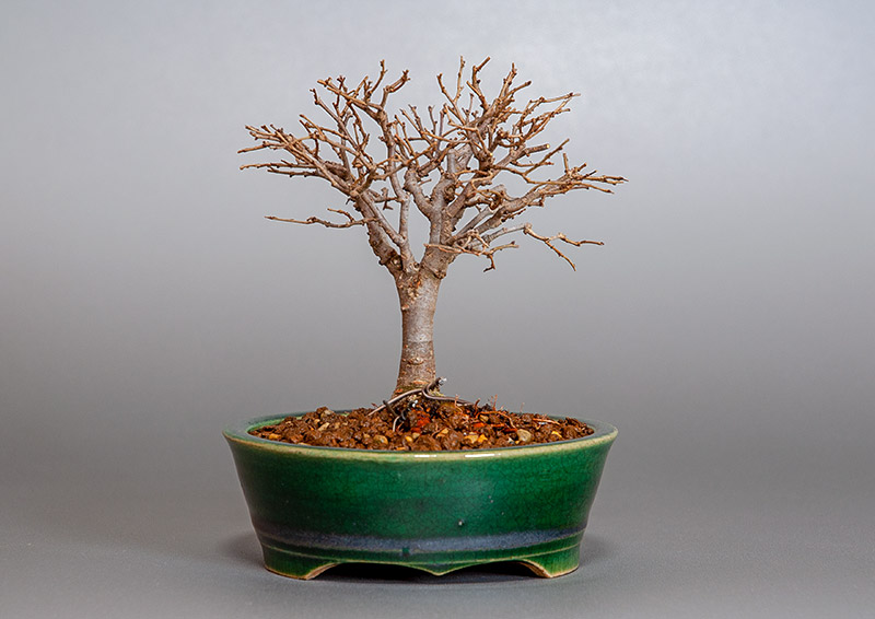 盆栽・ケヤキ-I1-5（けやき・欅）雑木盆栽を裏側から見た景色・Zelkova serrata bonsai