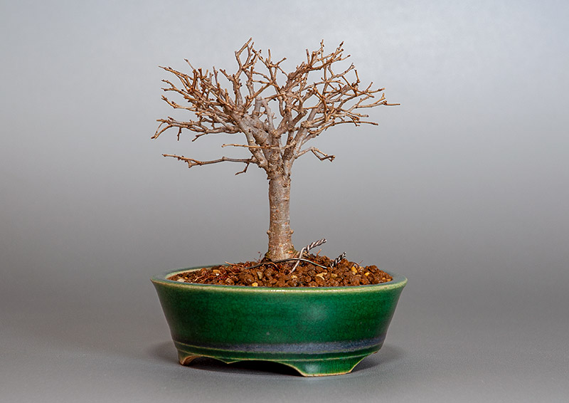 盆栽・ケヤキ-I1-5（けやき・欅）雑木盆栽を右側から見た景色・Zelkova serrata bonsai