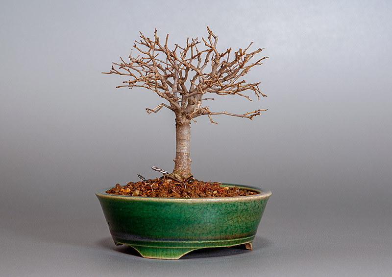 盆栽・ケヤキ-I1-5（けやき・欅）雑木盆栽を左側から見た景色・Zelkova serrata bonsai