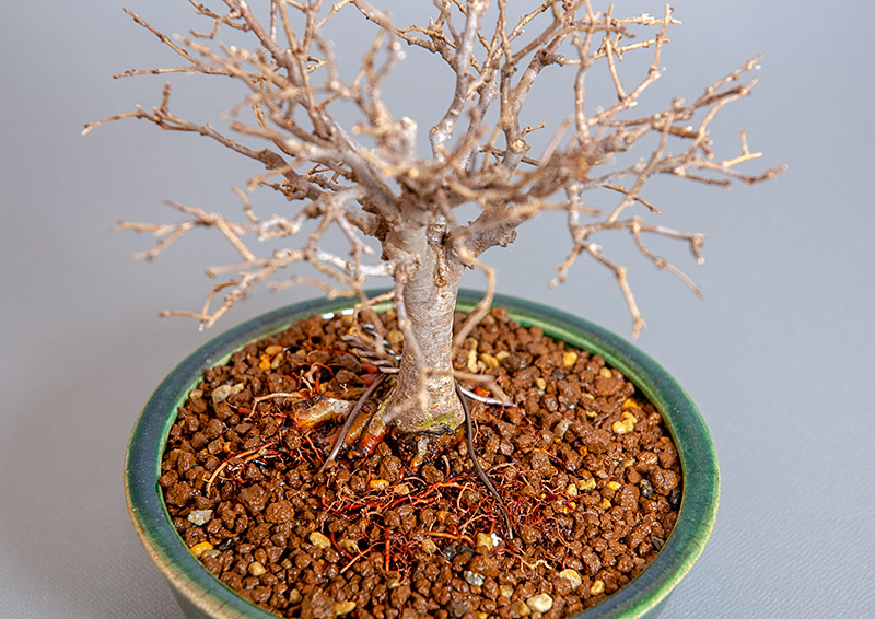 盆栽・ケヤキ-I1-5（けやき・欅）雑木盆栽を別側から見た景色・Zelkova serrata bonsai