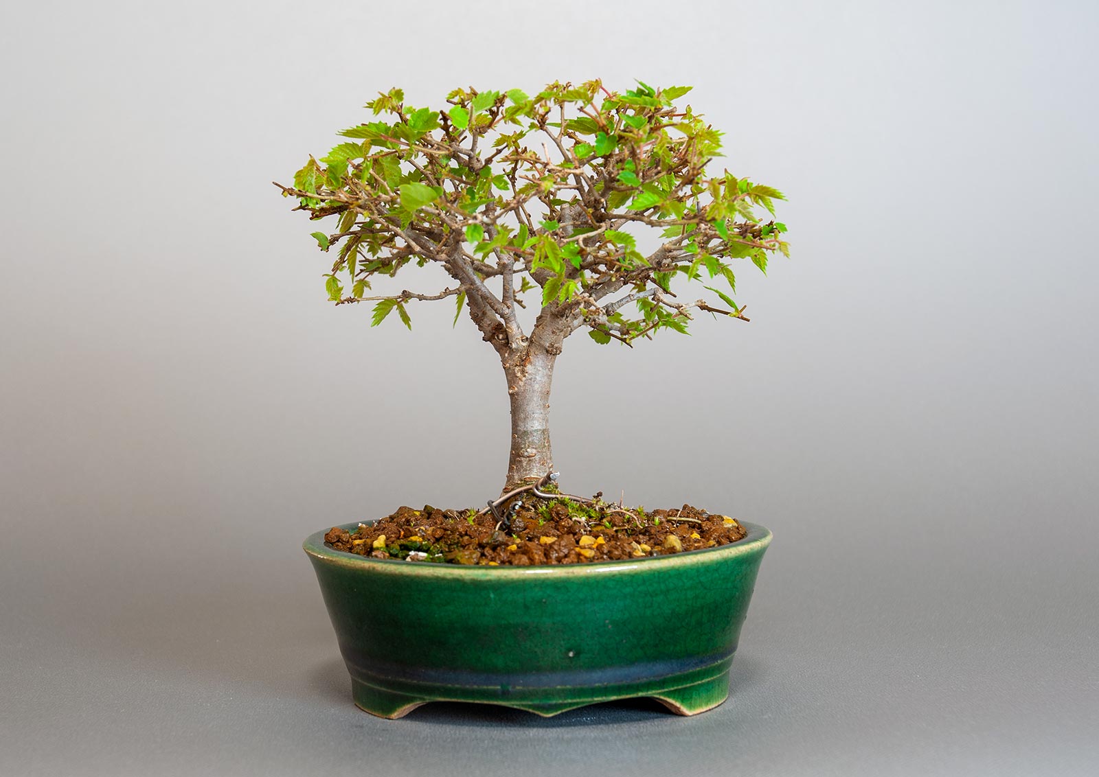 盆栽・ケヤキ-I1（けやき・欅）雑木盆栽を裏側から見た景色・Zelkova serrata bonsai