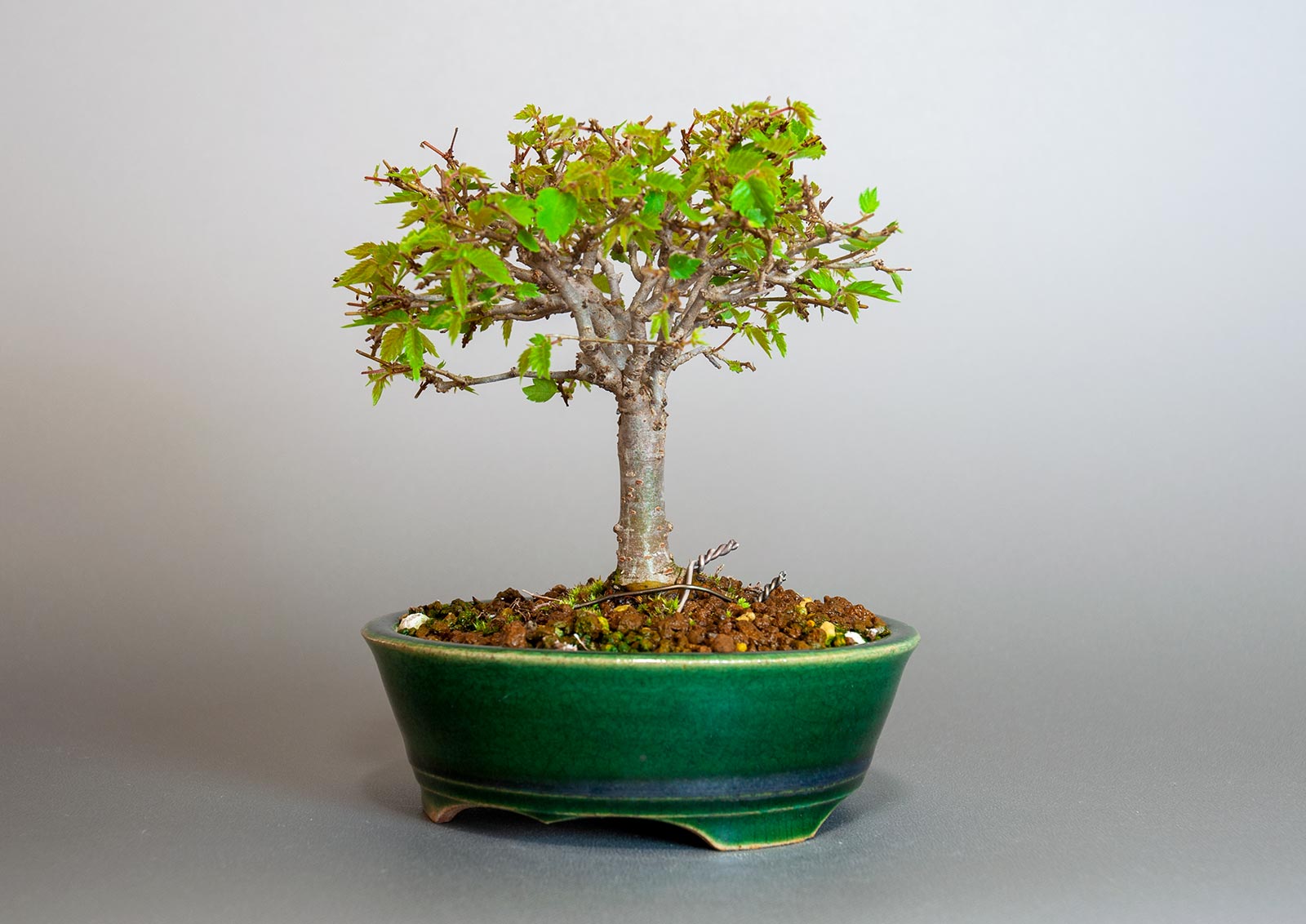 盆栽・ケヤキ-I1（けやき・欅）雑木盆栽を右側から見た景色・Zelkova serrata bonsai