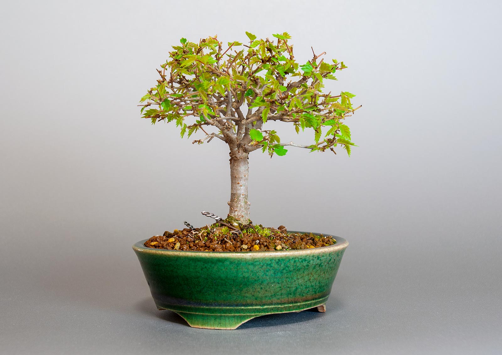 盆栽・ケヤキ-I1（けやき・欅）雑木盆栽を左側から見た景色・Zelkova serrata bonsai