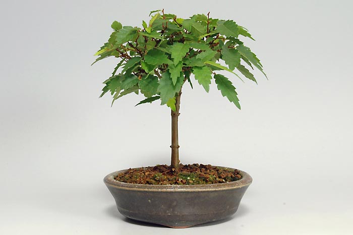 ケヤキJ（けやき・欅）雑木盆栽を右側から見た景色・Zelkova serrata bonsai