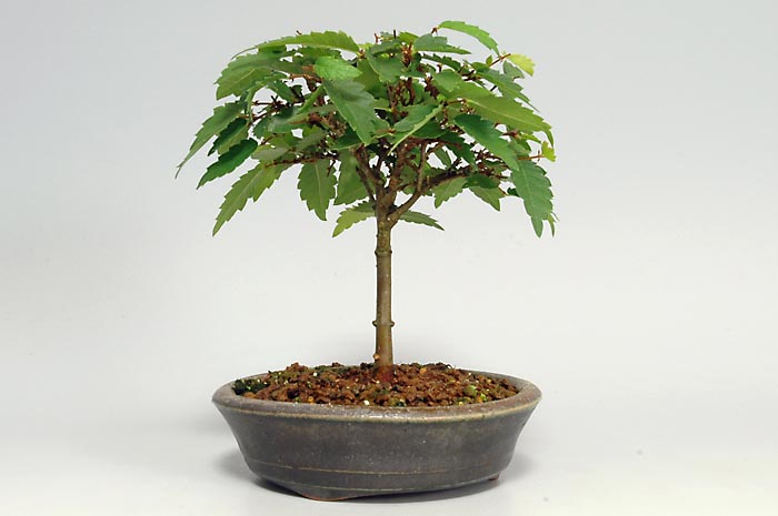 ケヤキJ（けやき・欅）雑木盆栽を左側から見た景色・Zelkova serrata bonsai