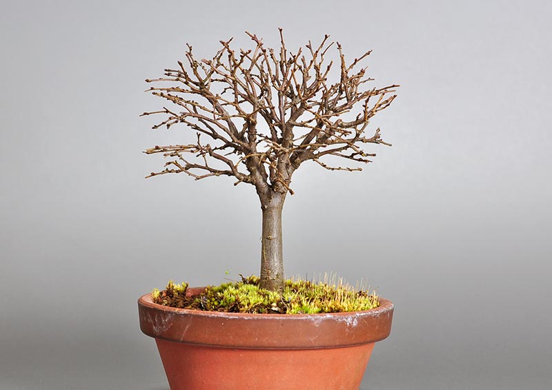 ケヤキ-J1-1（けやき・欅）雑木盆栽の販売と育て方・作り方・Zelkova serrata bonsai