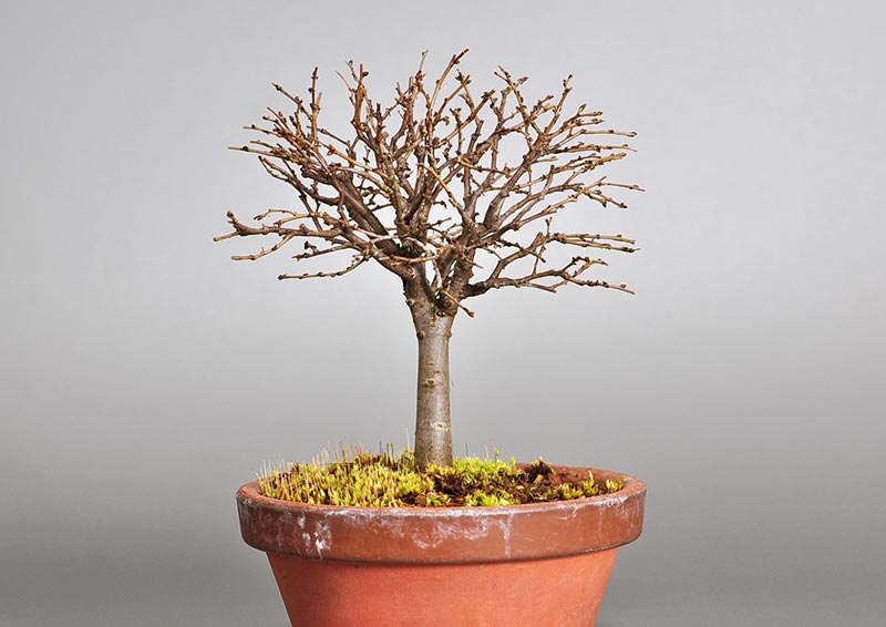 ケヤキ-J1-1（けやき・欅）雑木盆栽を裏側から見た景色・Zelkova serrata bonsai