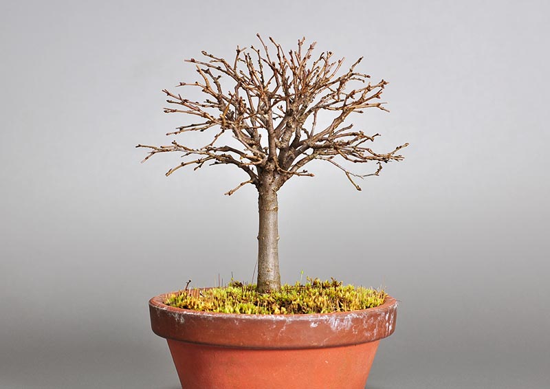 ケヤキ-J1-1（けやき・欅）雑木盆栽を右側から見た景色・Zelkova serrata bonsai