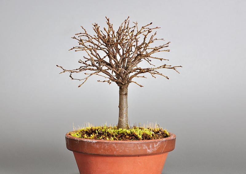 ケヤキ-J1-1（けやき・欅）雑木盆栽を左側から見た景色・Zelkova serrata bonsai