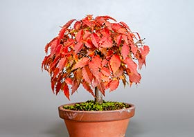 ミニ盆栽・ケヤキ-J1（けやき・欅）雑木盆栽の交信記録-2・Zelkova serrata bonsai