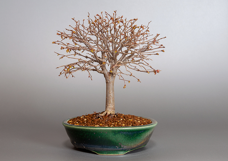 ケヤキ-J1-3（けやき・欅）雑木盆栽の販売と育て方・作り方・Zelkova serrata bonsai