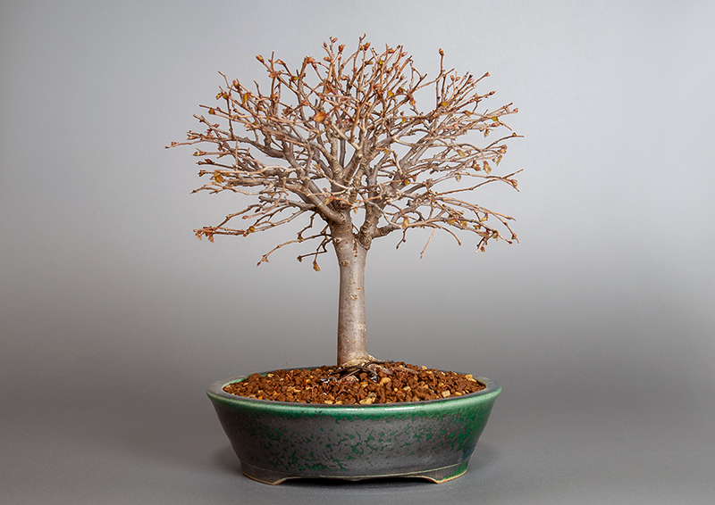 ケヤキ-J1-3（けやき・欅）雑木盆栽を裏側から見た景色・Zelkova serrata bonsai