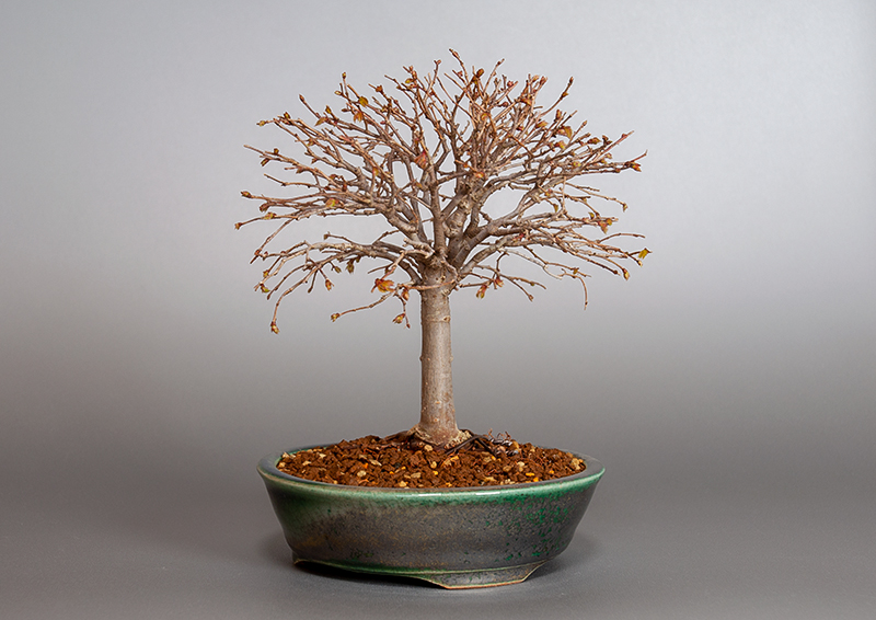 ケヤキ-J1-3（けやき・欅）雑木盆栽を右側から見た景色・Zelkova serrata bonsai