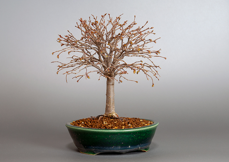 ケヤキ-J1-3（けやき・欅）雑木盆栽を左側から見た景色・Zelkova serrata bonsai