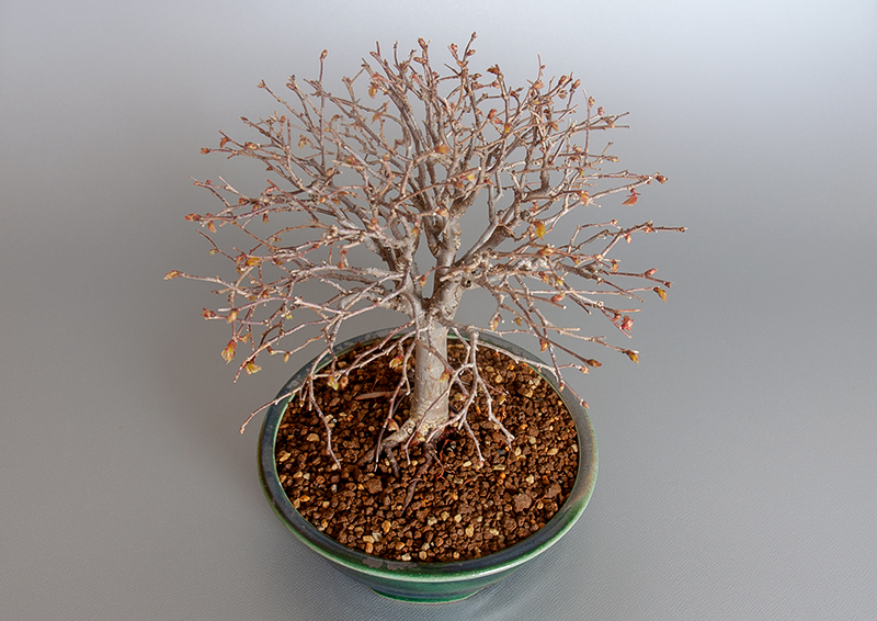 ケヤキ-J1-3（けやき・欅）雑木盆栽を別側から見た景色・Zelkova serrata bonsai