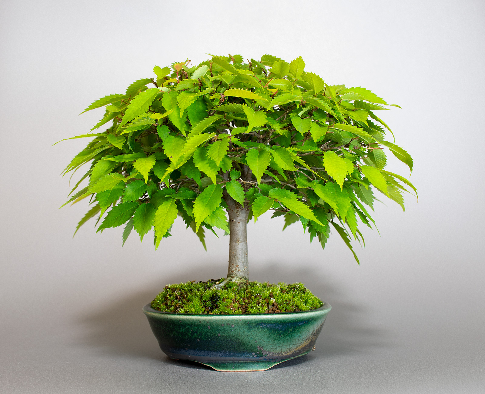 ケヤキ-J1（けやき・欅）雑木盆栽の販売と育て方・作り方・Zelkova serrata bonsai