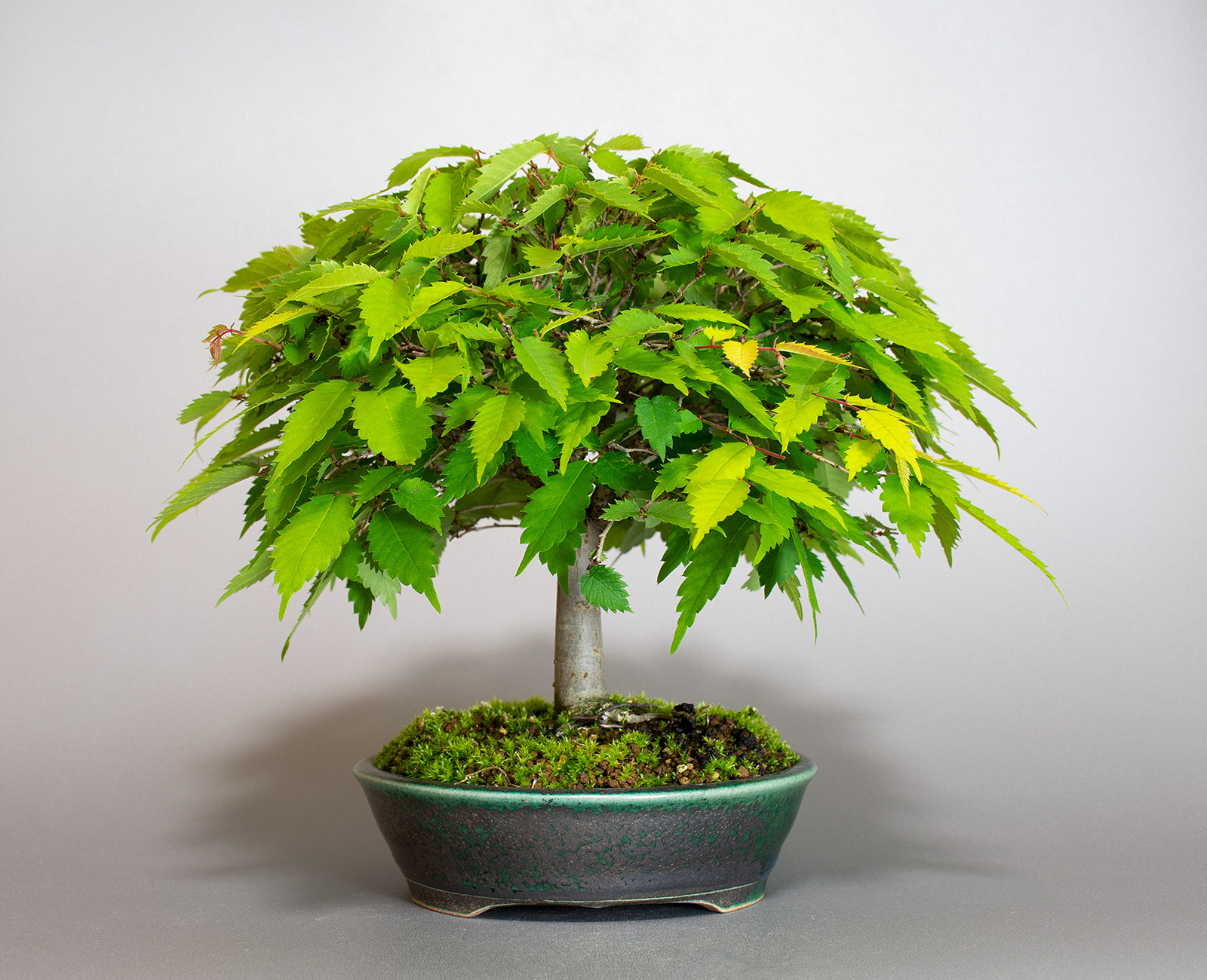 ケヤキ-J1（けやき・欅）雑木盆栽を裏側から見た景色・Zelkova serrata bonsai