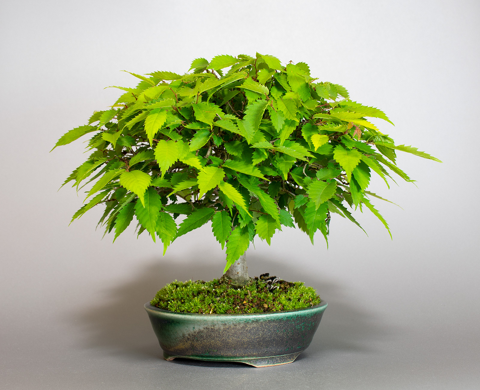 ケヤキ-J1（けやき・欅）雑木盆栽を右側から見た景色・Zelkova serrata bonsai